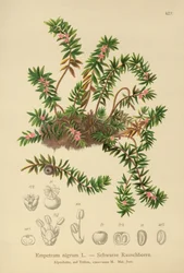 Crowberry (preto Empetraceae)