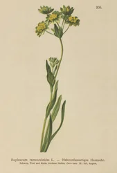 Orelha de Lebres com Aranhas (Bupleurum ranunculoides)