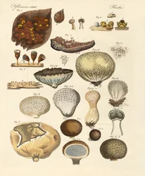 Plantas criptogramas (gravura colorida)