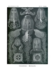 Chirodropida, 1899-1904