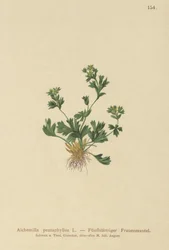 Cortar Leaved Ladys Mantle (Alchemilla pentaphyllea)