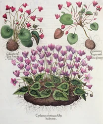 Cyclamen, mola folha de hera 1.Cyclamen; 2.Cyclaminus ainda enraizada Chamberlain; 3.Cyclamen berezovskii pão comum do Eystettensis por Basil Besler (1561-1629), pub. 1613 (engr.J.