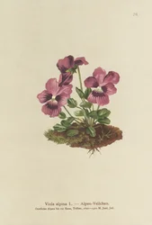 Cíclame Violeta Alpina (Viola alpina)