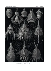Cyrtoid, 1899-1904