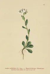 Rock-Cress Daisyleaf (Arabis bellidifolia)