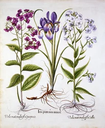 Dames Violet e um Field Iris, de Hortus Eystettensis, de Basil Besler (1561-1629), pub. 1613 (gravura colorida à mão)