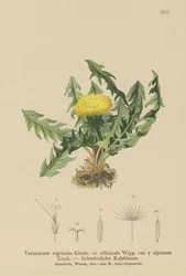 Dente de Leão (Taraxacum nigricans, Taraxacum officinale var. Alpinum)