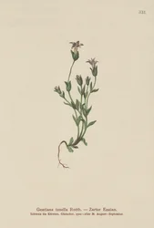 Dinamarquesa Genciana Anã (Gentiana tenella, Gentianella tenella, Comastoma tenellum)