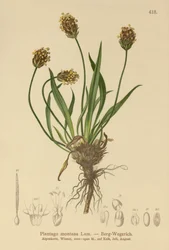 Banana-da-terra escura (Plantago atrata, Plantago montana)