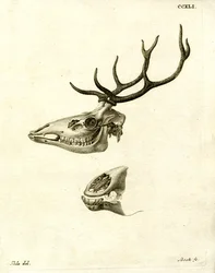 Cornos de veado (gravura colorida)