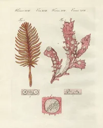 Diferentes tipos de zoófitas ou plantas ornamentais (gravura colorida)