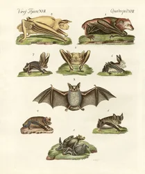 Diferentes tipos de morcegos