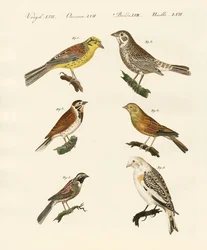 Diferentes tipos de buntings