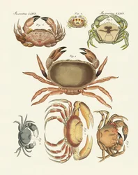 Diferentes tipos de caranguejos