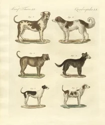 Diferentes tipos de cães