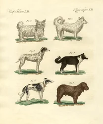 Diferentes tipos de cães