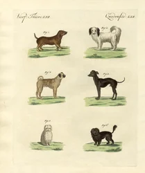 Diferentes tipos de cães