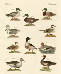 Diferentes espécies de patos