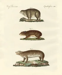 Diferentes tipos de animais gordos
