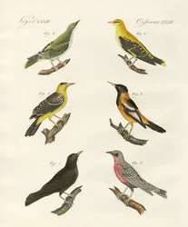 Diferentes tipos de oriole dourado