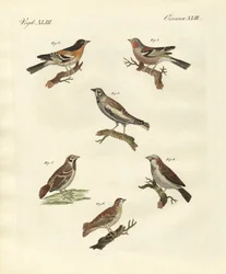 Diferentes tipos de cotovias (gravura colorida)