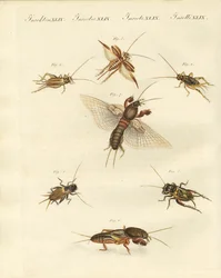 Diferentes tipos de grilos locais (gravura colorida)