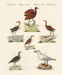 Diferentes tipos de aves de pântano