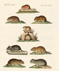 Diferentes tipos de ratos