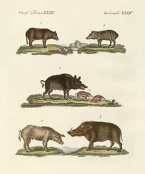 Diferentes tipos de porcos