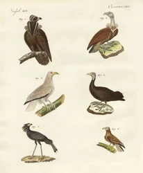 Diferentes tipos de aves de rapina