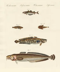 Diferentes tipos de marisco (gravura colorida)