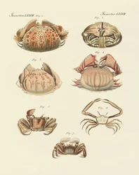 Diferentes tipos de camarões e caranguejos (gravura colorida)