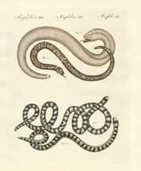 Diferentes tipos de cobra (gravura colorida)