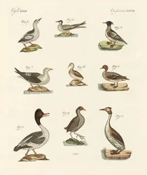 Diferentes tipos de aves aquáticas