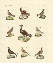 Diferentes tipos de woodhens