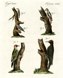 Diferentes tipos de pica-pau