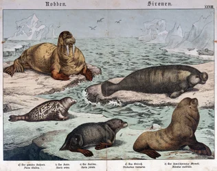 Diferentes tipos de focas, foca marmoreada à esquerda, morsa no canto superior esquerdo e leões-marinhos - em «História natural dos mamíferos», ed. Schreiber, Munique