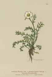 Cachorro-erva-doce (Anthemis Styriaca, Anthemis montana)