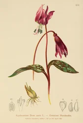 Violeta Dogtooth (Erythronium Dens canis, Erythronium caninum)