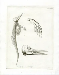 Dolphin Skeleton (gravura colorida)