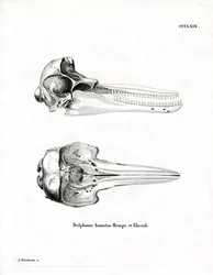 Crânio de Golfinho (gravura colorida)