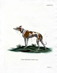 Domestic Dog (gravação a cores)