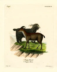 Cabra doméstica (gravura a cores)