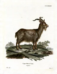 Cabra doméstica (gravura a cores)
