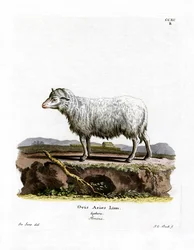 Ovinos domésticos (gravura a cores)
