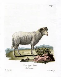 Ovinos domésticos (gravura a cores)