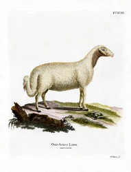 Ovinos domésticos (gravura a cores)