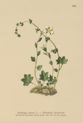 Drooping Saxifrage (Saxifraga cernua) (cor litho)