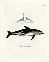 Dusky Dolphin (gravura colorida)