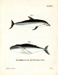 Dusky Dolphin (gravura colorida)
